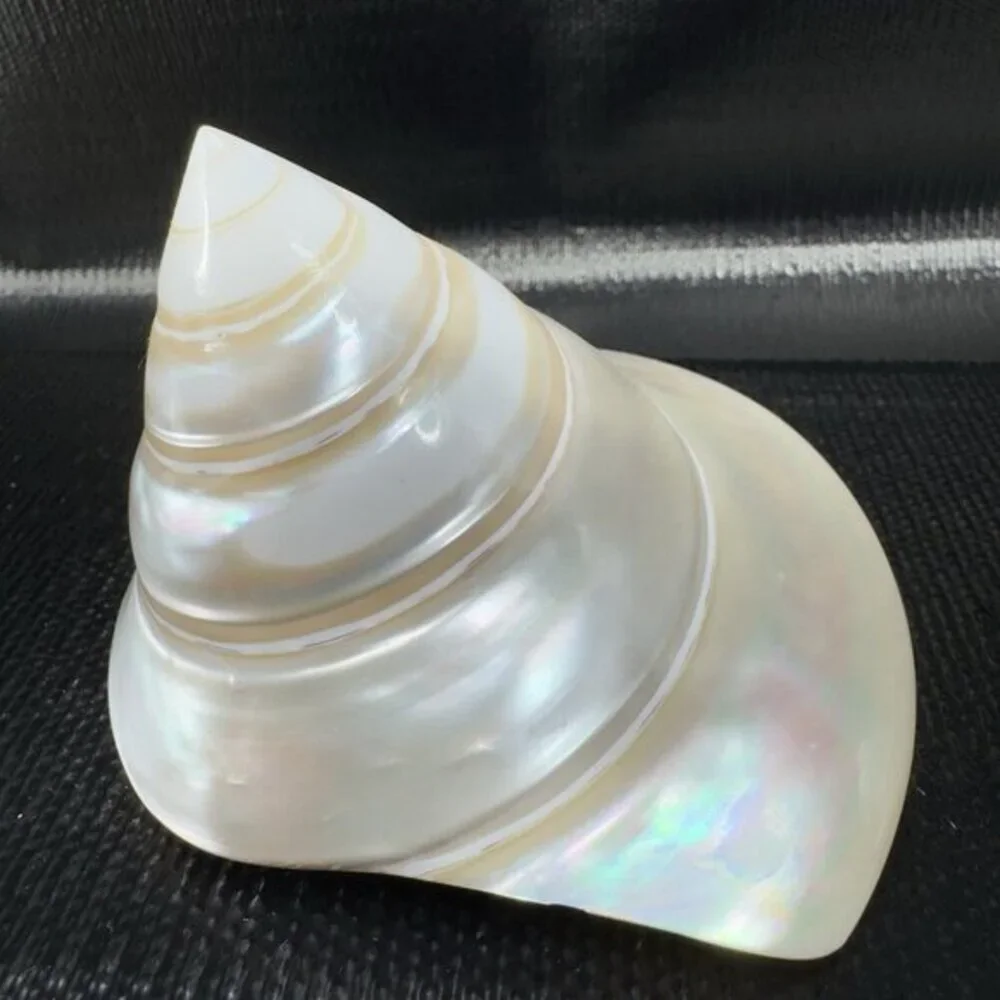 Natural Abalone Shell Iridescent Smooth Niloticus Trochus Pearl Sea Shell Decor‎